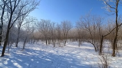 Obraz premium Sunny winter day in a snow-covered forest with leafless trees and a path.