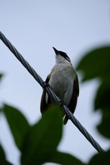Light-vented bulbul bird