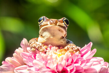 The Mission golden-eyed tree frog or Amazon milk frog (Trachycephalus resinifictrix) is a large species of arboreal frog native to the Amazon Rainforest in South America
