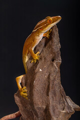 The lined gecko (Gekko vittatus), also known as the skunk gecko due to the notable stripe down its back, is a species of gecko.