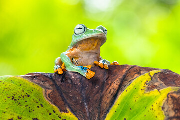 Rhacophorus reinwardtii is a species of frog in the family Rhacophoridae. It is variously known under the common names of black-webbed treefrog, green flying frog, Reinwardt's flying frog, or Reinward