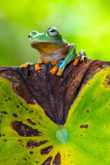 Rhacophorus reinwardtii is a species of frog in the family Rhacophoridae. It is variously known under the common names of black-webbed treefrog, green flying frog, Reinwardt's flying frog, or Reinward