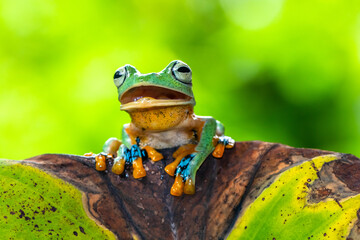 Rhacophorus reinwardtii is a species of frog in the family Rhacophoridae. It is variously known under the common names of black-webbed treefrog, green flying frog, Reinwardt's flying frog, or Reinward