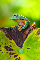 Rhacophorus reinwardtii is a species of frog in the family Rhacophoridae. It is variously known under the common names of black-webbed treefrog, green flying frog, Reinwardt's flying frog, or Reinward