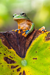 Rhacophorus reinwardtii is a species of frog in the family Rhacophoridae. It is variously known under the common names of black-webbed treefrog, green flying frog, Reinwardt's flying frog, or Reinward