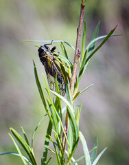  Cicada Perched in Zion National Park
