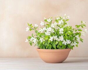 White Flowers in Terracotta Pot.