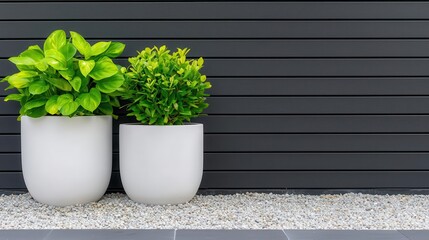 Contemporary minimalist garden design with gravel paths and modern planters, outdoor serenity, urban greenery