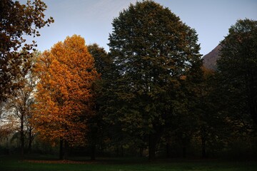 Fototapeta premium Autumn trees in the park