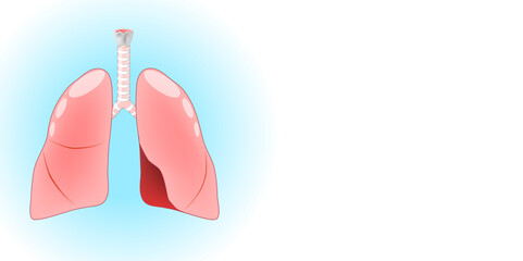 Lungs. Human respiratory system