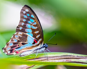 A Common Jay butterfly