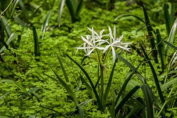 Crinum americanum, Swamp Lily. Closeup of an umbel of frilly white flowers with long stamens and narrow leaves. Growing in shallow water.