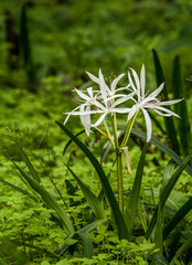 Crinum americanum, Swamp Lily. Closeup of an umbel of frilly white flowers with long stamens and...