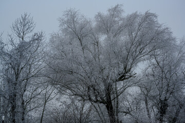 Ein kalter nebliger Wintertag mit Raureif 