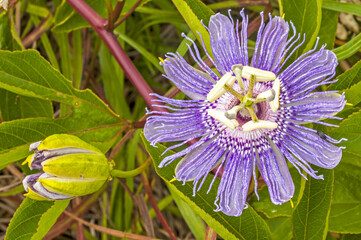 Purple Passionflower, Passiflora incarnata. Features a showy lavender open blossom, lobed leaves,...