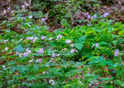 Wild Geranium, Geranium maculatum. A colony of the pink-lavender flowers growing on the forest floor. Pigeon Mountain, Georgia.