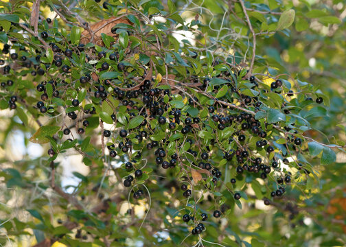 A branch of the sparkleberry shrub in late fall with lots of black berries, or fruits, and shiny oblong leaves.