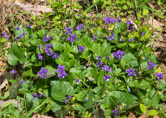In spring, common blue violets, Viola sororia, bloom in the wild with many showy purple flowers and lush green heart-shaped leaves.