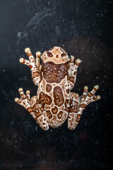 The Mission golden-eyed tree frog or Amazon milk frog (Trachycephalus resinifictrix) is a large species of arboreal frog native to the Amazon Rainforest in South America