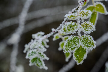 Ein frostiger Tag auf dem Bogenberg