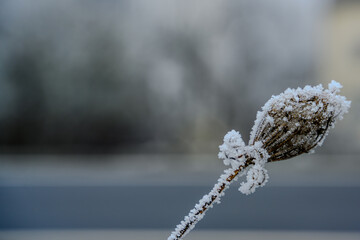 Ein frostiger Tag auf dem Bogenberg