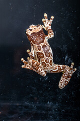 The Mission golden-eyed tree frog or Amazon milk frog (Trachycephalus resinifictrix) is a large species of arboreal frog native to the Amazon Rainforest in South America