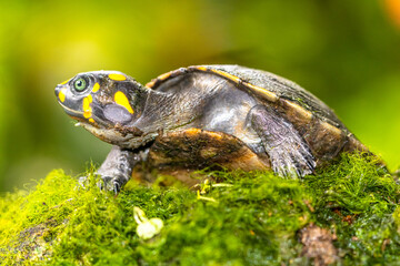 The yellow-spotted Amazon river turtle (Podocnemis unifilis), also known commonly as the yellow-headed sideneck turtle and the yellow-spotted river turtle, and locally as the taricaya, is one of the l