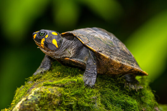 The yellow-spotted Amazon river turtle (Podocnemis unifilis), also known commonly as the yellow-headed sideneck turtle and the yellow-spotted river turtle, and locally as the taricaya, is one of the l