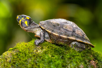 The yellow-spotted Amazon river turtle (Podocnemis unifilis), also known commonly as the...
