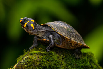 The yellow-spotted Amazon river turtle (Podocnemis unifilis), also known commonly as the yellow-headed sideneck turtle and the yellow-spotted river turtle, and locally as the taricaya, is one of the l