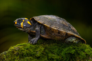 The yellow-spotted Amazon river turtle (Podocnemis unifilis), also known commonly as the yellow-headed sideneck turtle and the yellow-spotted river turtle, and locally as the taricaya, is one of the l