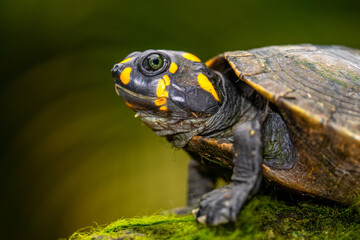 The yellow-spotted Amazon river turtle (Podocnemis unifilis), also known commonly as the yellow-headed sideneck turtle and the yellow-spotted river turtle, and locally as the taricaya, is one of the l