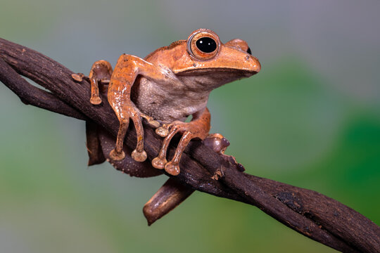Polypedates otilophus (also known as the file-eared tree frog, Borneo eared frog, or bony-headed flying frog) is a species of frog in the family Rhacophoridae. 