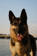 Portrait of an intelligent and beautiful black and red German Shepherd at sunset near a river in summer. The dog is enjoying a walk near pond. Front view.