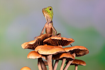 chameleon forest dragon, chameleon anglehead lizard (Gonocephalus chamaeleontinus)