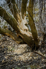 Der Biber hat sich ordentlich an den Bäumen ausgetobt