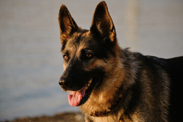 Portrait of an intelligent and beautiful black and red German Shepherd at sunset near a river in summer. The dog is enjoying a walk near pond. Close view.