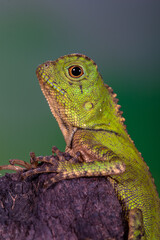Fototapeta premium chameleon forest dragon, chameleon anglehead lizard (Gonocephalus chamaeleontinus)