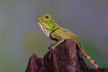 chameleon forest dragon, chameleon anglehead lizard (Gonocephalus chamaeleontinus)