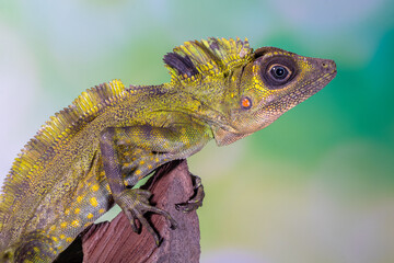 giant forest dragon, great anglehead lizard