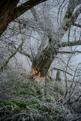 Der Biber hat sich ordentlich an den Bäumen ausgetobt