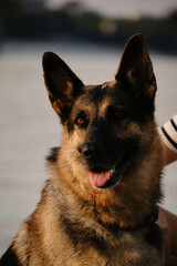 Portrait of an intelligent and beautiful black and red German Shepherd at sunset near a river in summer. The dog is enjoying a walk near pond.