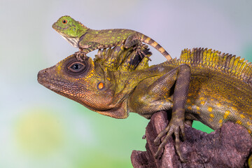 giant forest dragon, great anglehead lizard