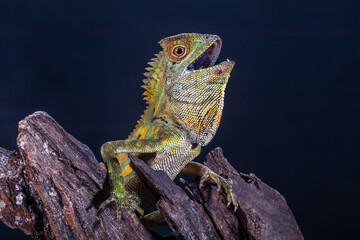 chameleon forest dragon, chameleon anglehead lizard (Gonocephalus chamaeleontinus)