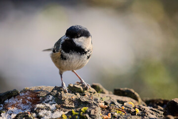 A tiny Coal tit, predominantly grey and black, perches on a rough, textured rock. Tiny bits of food are scattered nearby. The background is softly blurred.