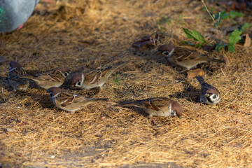 flock of sparrows on fallen needles