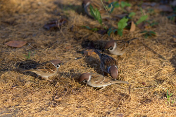 sparrows on needles in autumn