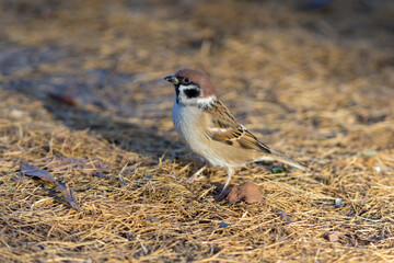 sparrow in autumn