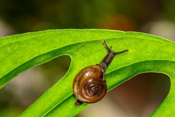 the garden snail