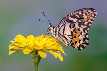 Butterfly on flowers